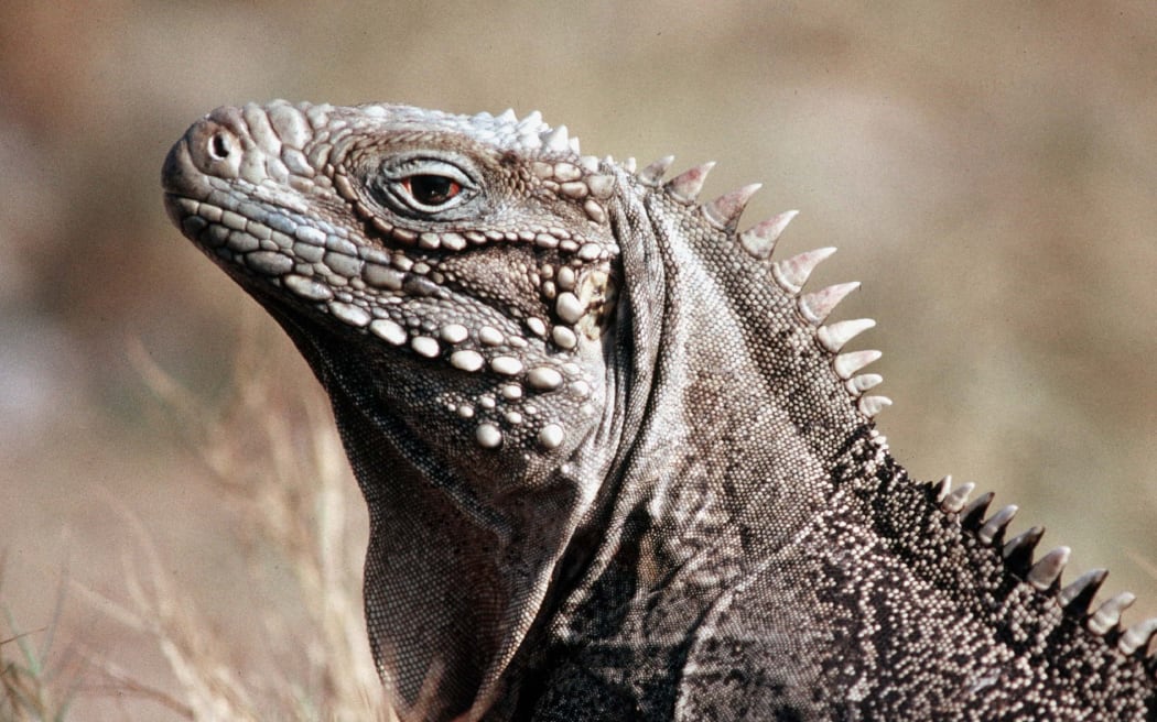 iguana
