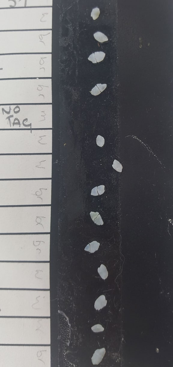Ear bones from native freshwater fish are just 1-3 millimetres long. Their patterns vary between species.