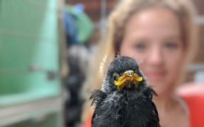 A rescued tui chick being cared for by the Wellington Bird Rehabilitation Trust.