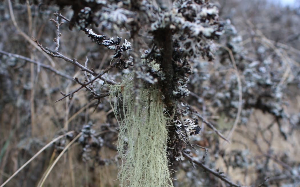 Beard Lichen/Tree's Dandruff/Woman's long hair/Usnea lichens