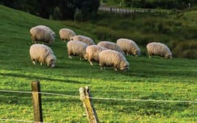 Sheep.