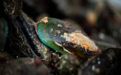 Green-lipped mussels.