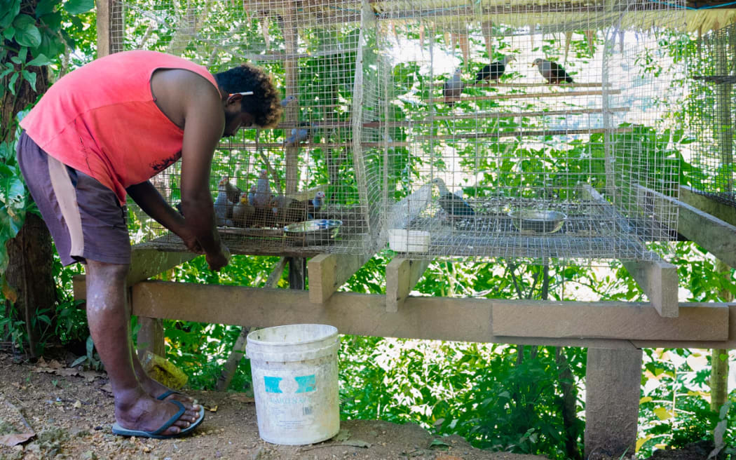 The birds are fed multiple times a day. (ABC Pacific: Prianka Srinivasan)