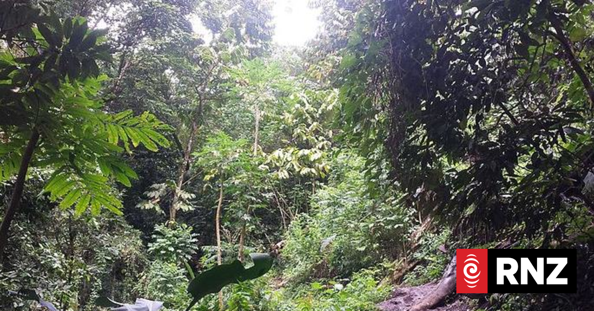 Rare Samoan alpine tree may be extinct | RNZ