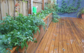 Chris Walsh's rain garden is naturally watered by his stormwater tank