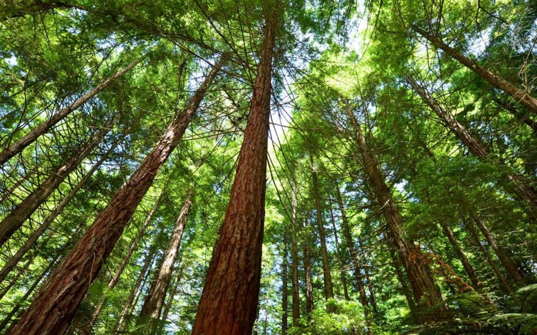 trees