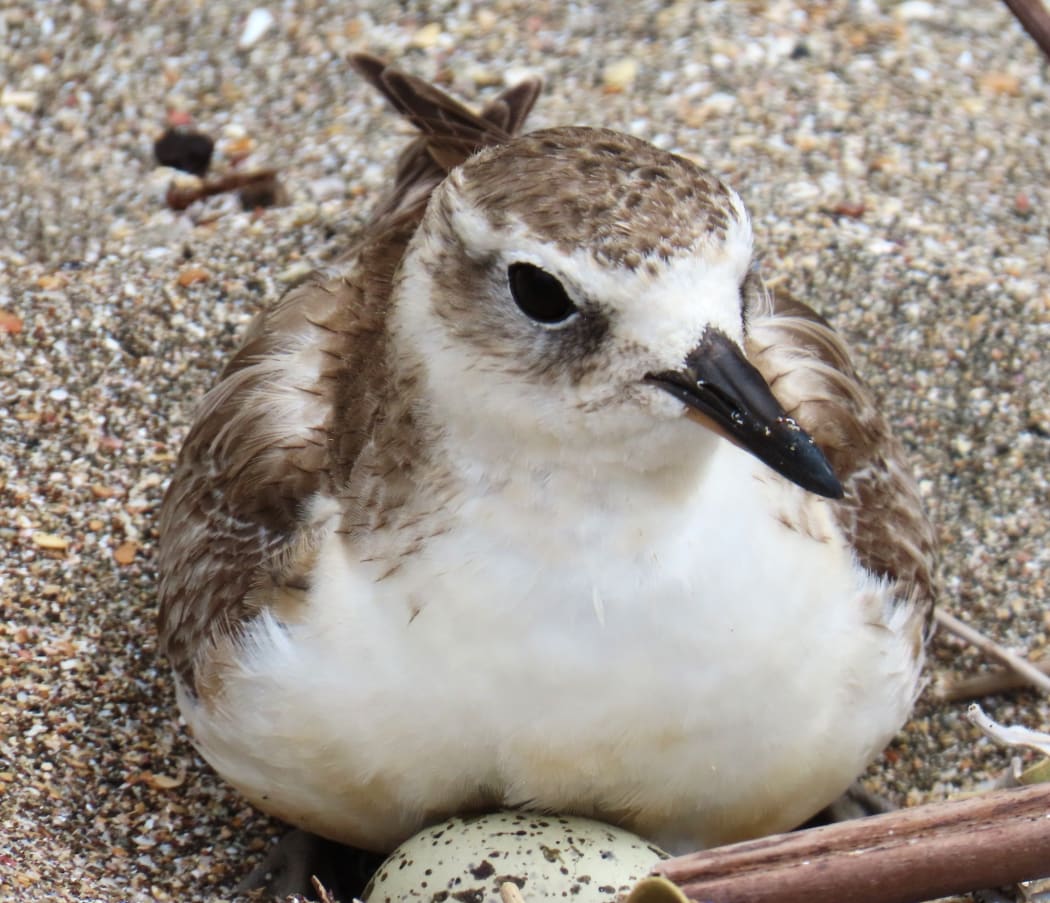 A dotterel sits on a grainy beach, atop a white speckled egg.