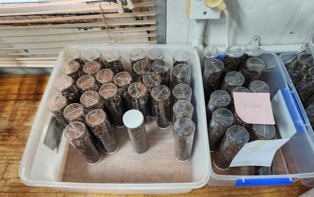 Beneficial insects ready for despatch