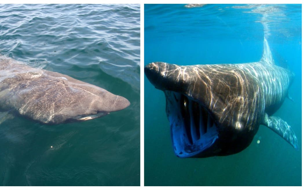 Basking Shark from above and underwater