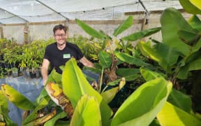 Aaron with his tropical fruit tree plants massed in the nursery
