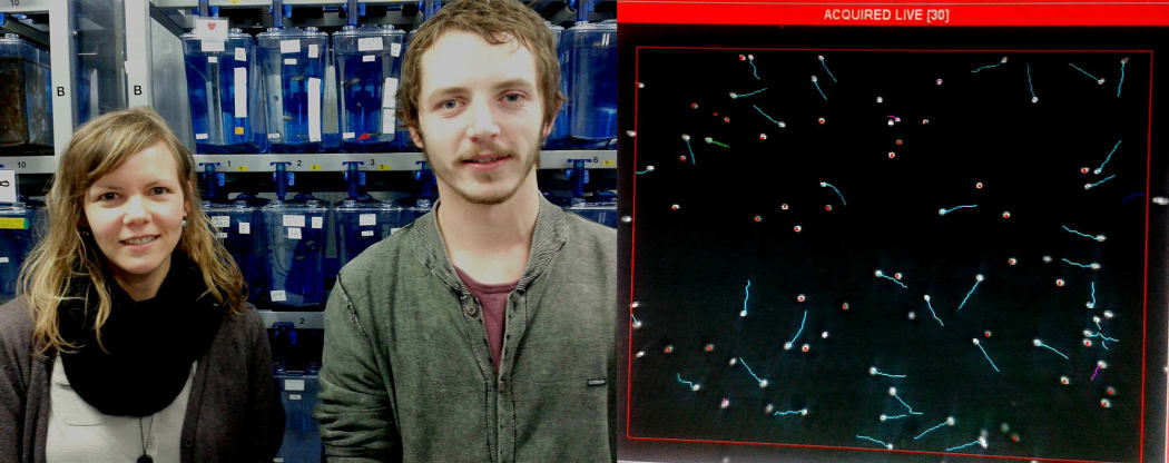 Sheri Johnson and student Thomas Gardiner standing in front of the zebrafish used in their study (left), and a still frame from a motion analysis (right) of sperm collected from a young zebrafish: the sperm with tails are motile or moving, while stationary dots indicate inactive sperm.