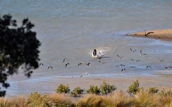 A dog chasing pied stilts and caspian terns on Omaha Beach.