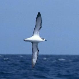 Photo for Cook's petrel 