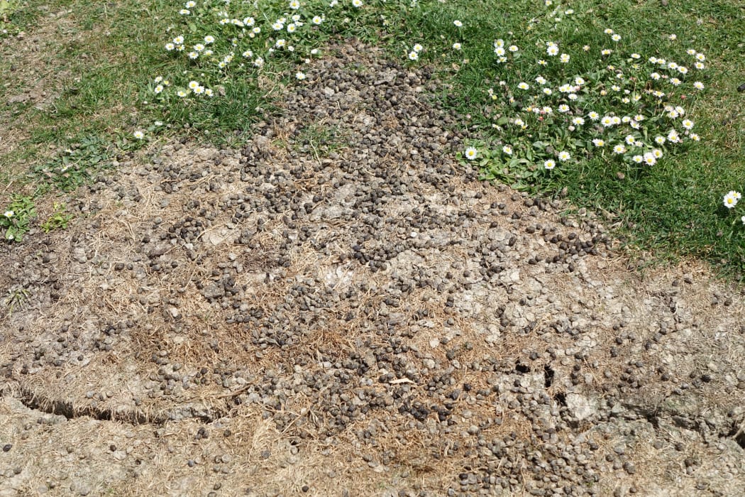 The rabbit numbers are causing problems for farmers and land owners by causing destruction and eating the grass that would have fed stock, said Robbie Mitchell.