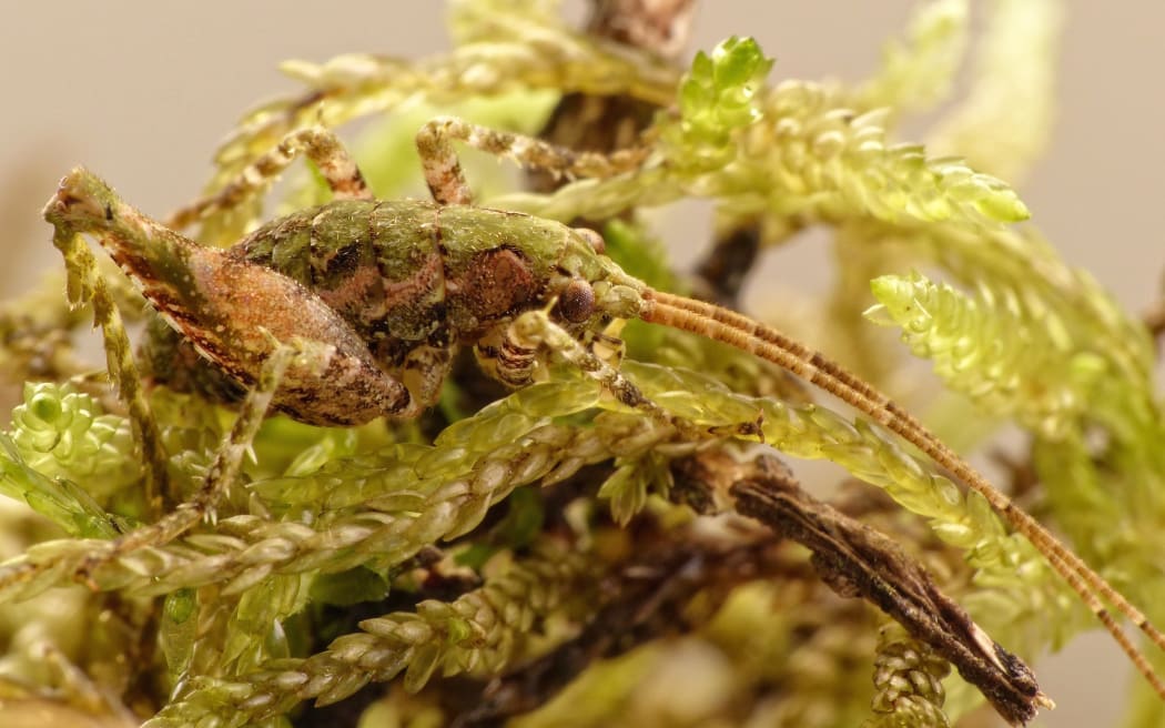 Moss Wētā