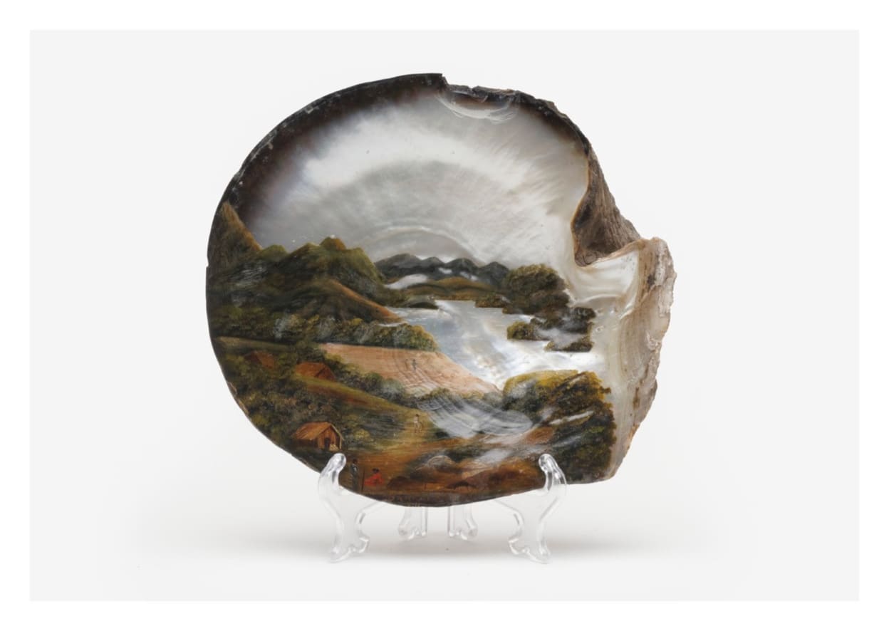 Painted Shell, Magallana Gigas, Pacific Oyster.