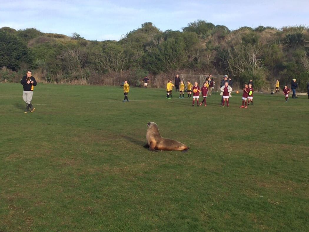 The sea lion interrupted two children's football matches at Ocean Grove Park in Dunedin.