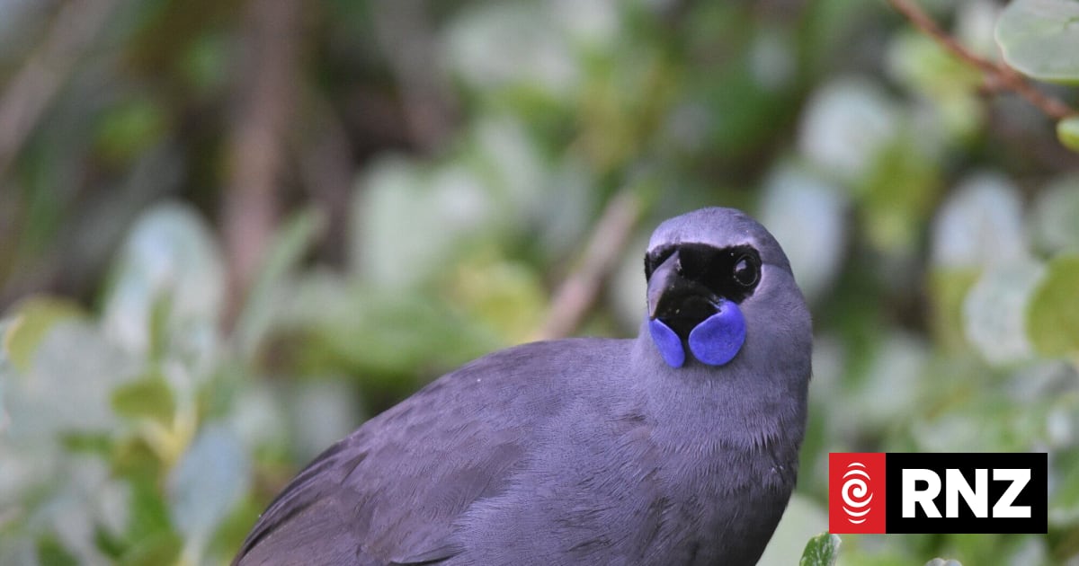 Taranaki Kōkako recovery to get $1million boost