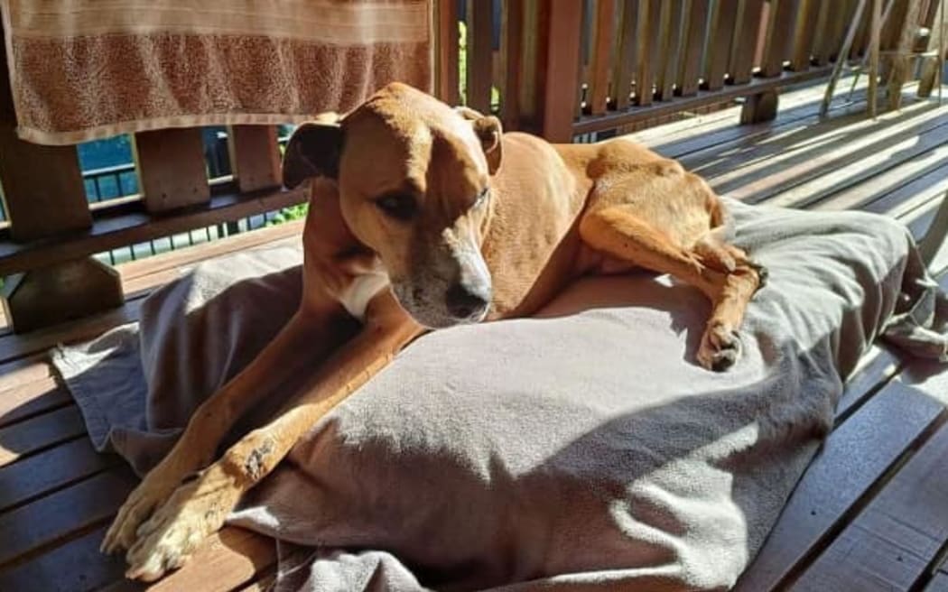 Don Schwass even helped a Queensland family successfully find their dog Turbo, five weeks after he went missing.