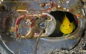 Underwater photojournalist Brian Skerry has spent the last 30 years documenting the beauty of the ocean and its marine life.