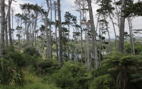 The pines at Western Springs that are due to be cut down.
