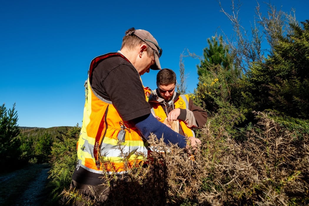 Field technician Morgan Coleman, from Manaaki Whenua Landcare Research, and intern Taina Ngarimu-Goldsmith search for tagged mānuka near Nelson Lakes.