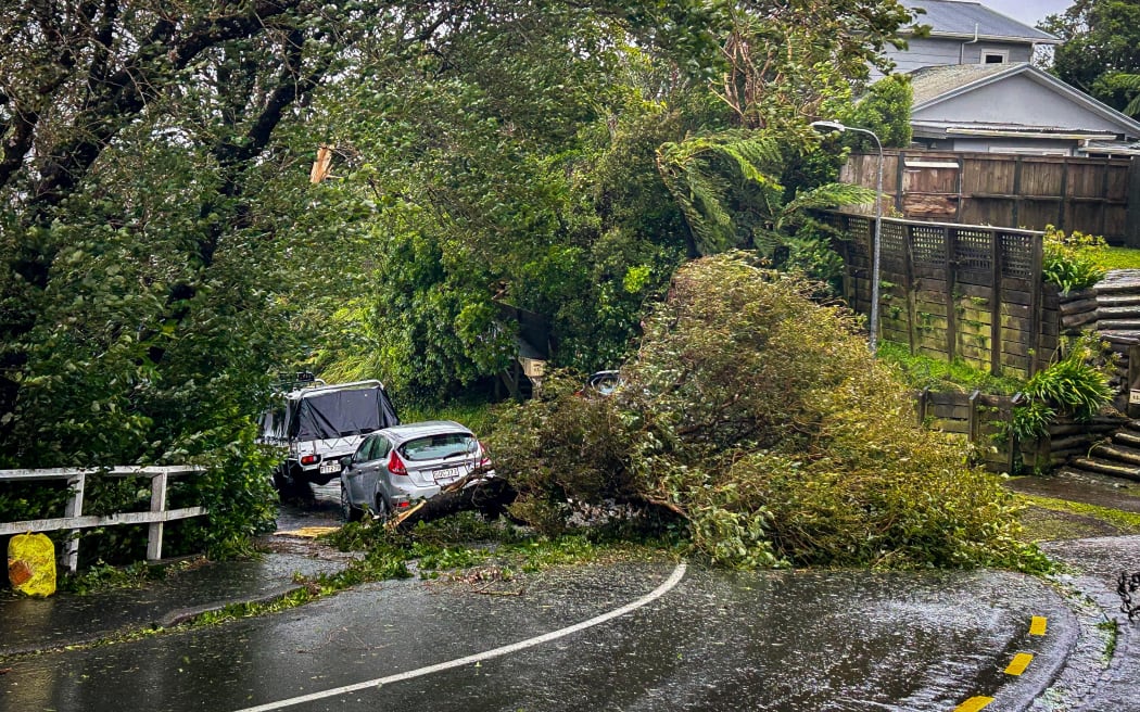 A fallen tree in the Wellington suburb of Newlands after high winds.