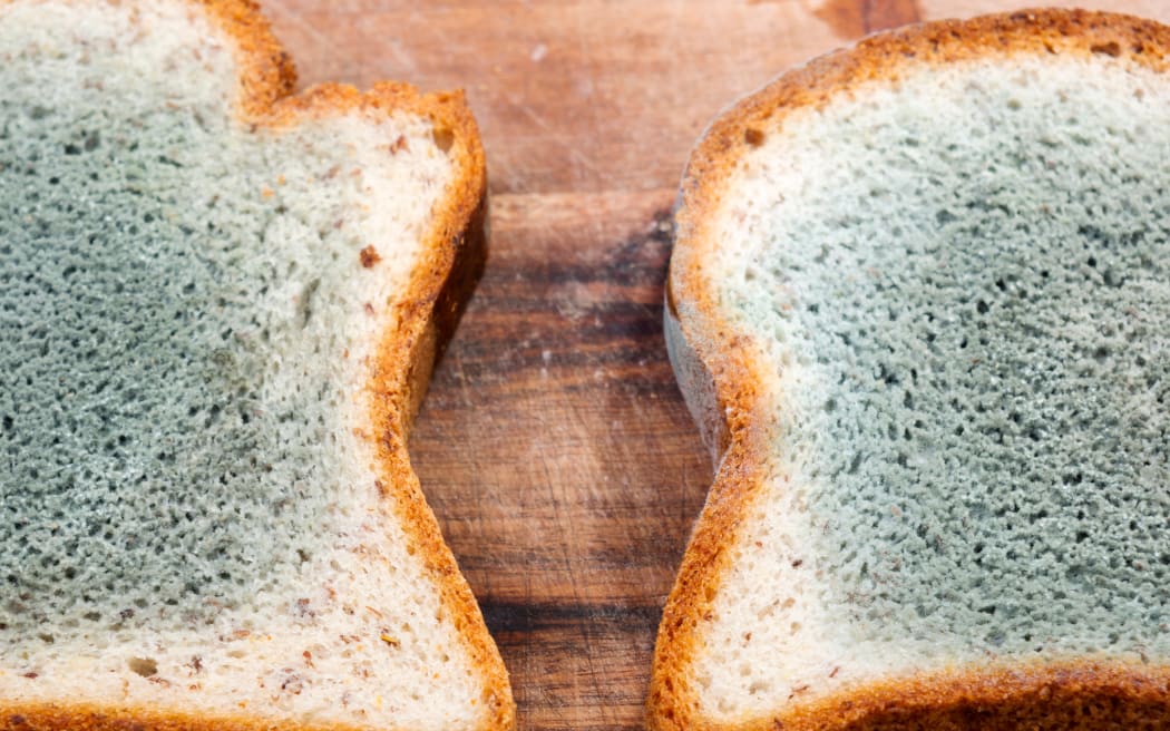 Mould growing rapidly on mouldy bread in green and white spores