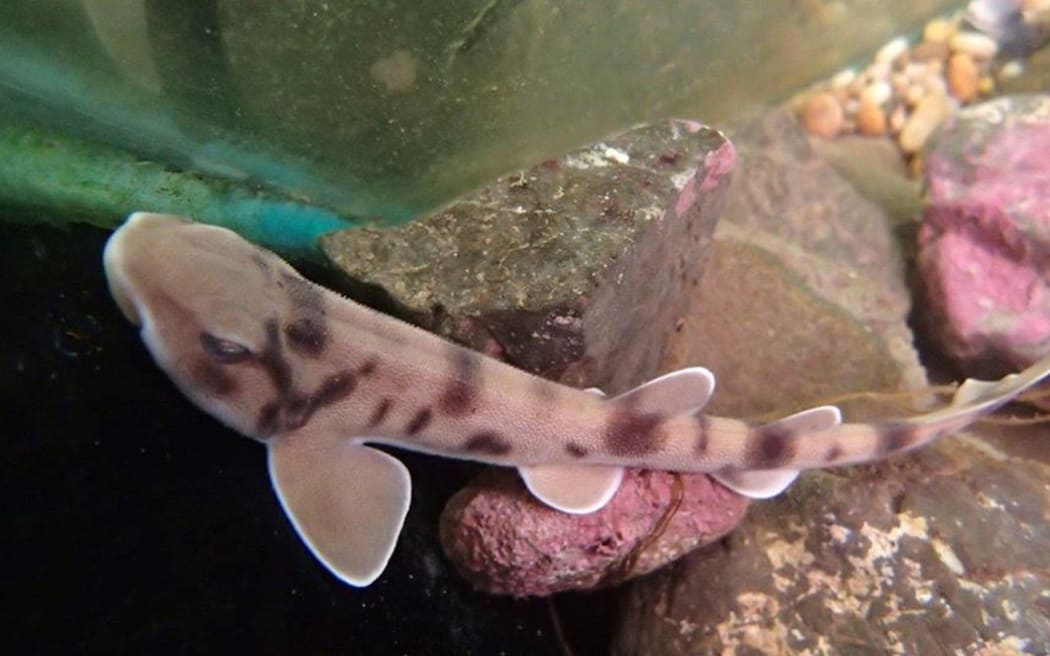 Baby Carpet Shark
