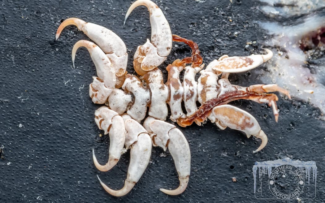 Humpback Whale Louse Cyamus boopis