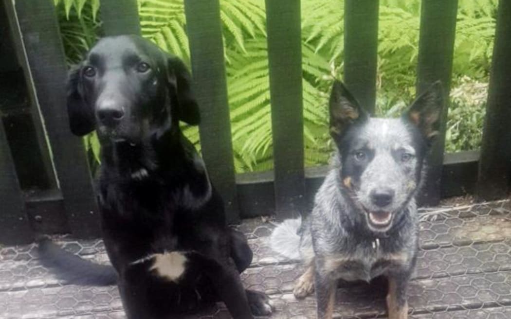 Huntaway-cross Jock and blue heeler Nala have been found. PHOTOS: SUPPLIED