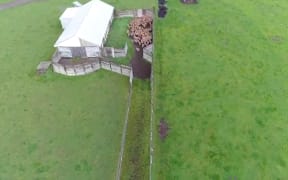 Farmer uses drone to herd deer.