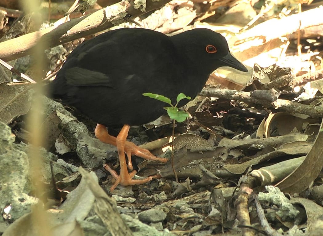 The Henderson crake is a rare species  which lives on only one small Pacific island