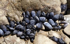 mussels on rocks