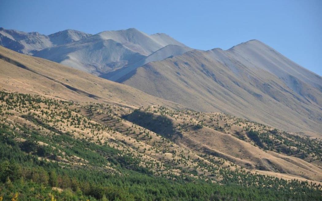 Wilding pines spread near Lake Pukaki.