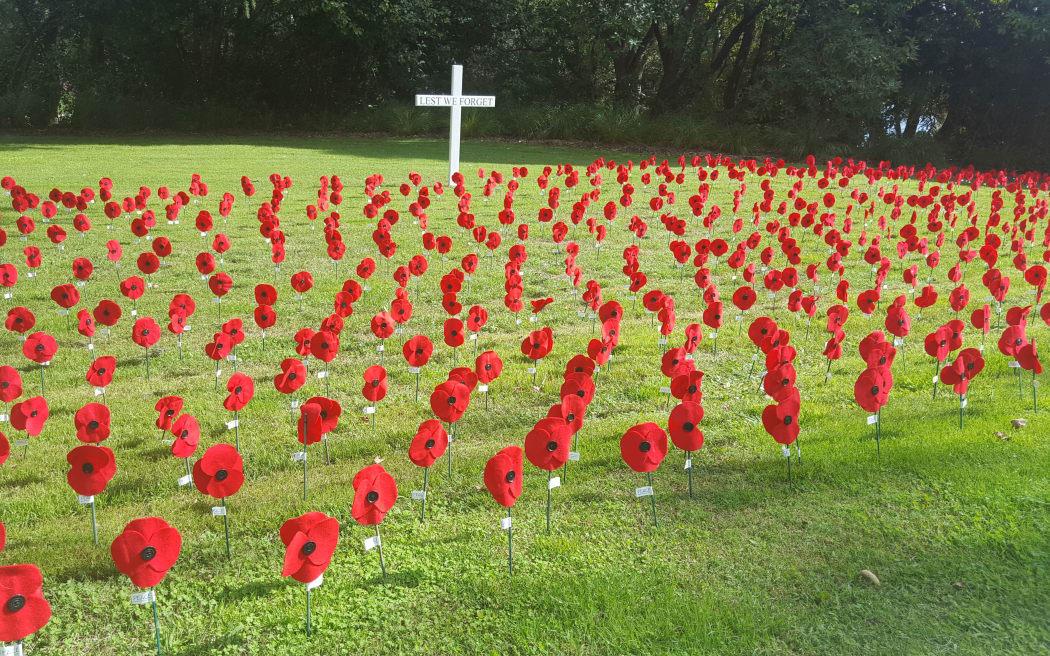 Poppies at Memorial Gardens, Hamilton.