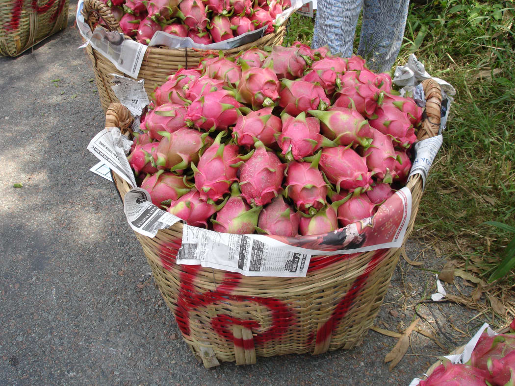 Dragon fruit developed by Plant and Food Research.