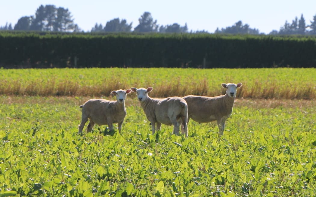 Lambs, bred to have the same fine marbling of Omega-3 fats as in Wagyu beef, seen on the Aylesbury, mid-Canterbury, property of Stu and Debbie Pankhurst.