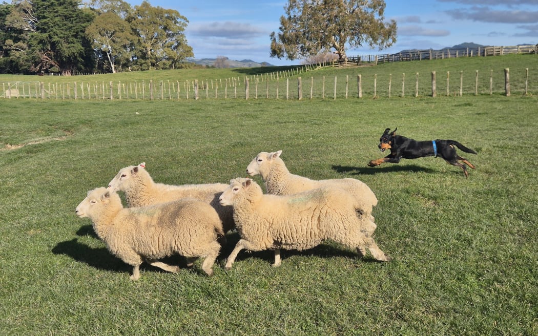 Most of Miley's training now takes on the farm while working.