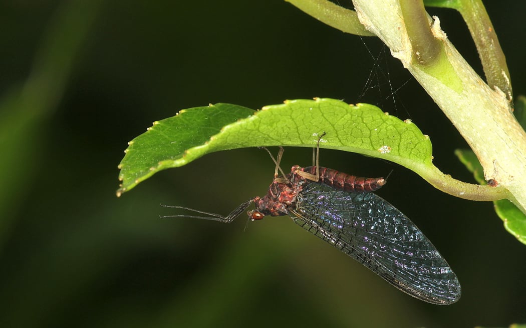 Spiny gilled mayfly, Coloburiscus humeralis