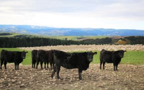 Cattle on winter crops