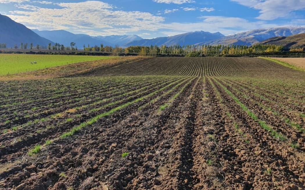 Saffron field