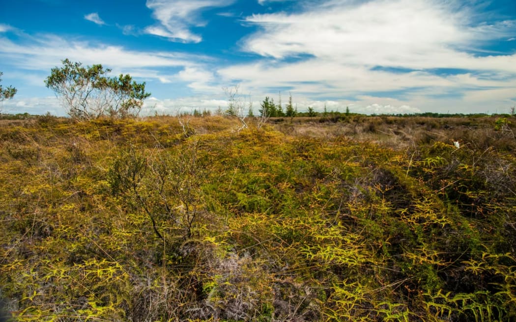 Typical wetland vegetation at Kaimaumau.