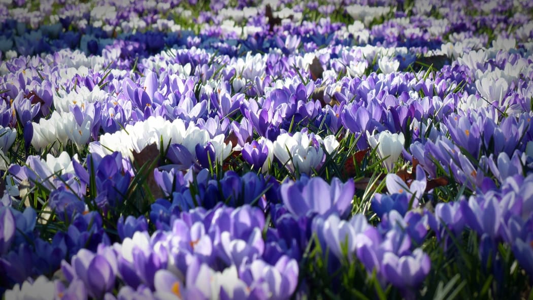 Crocuses in flower