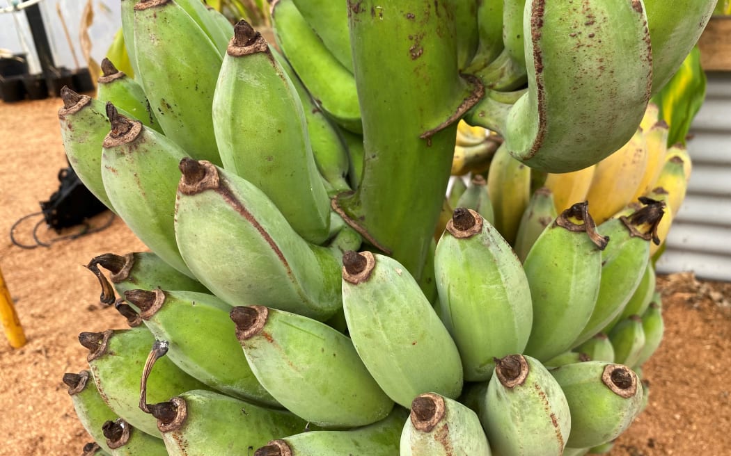 Banana bunch ripening