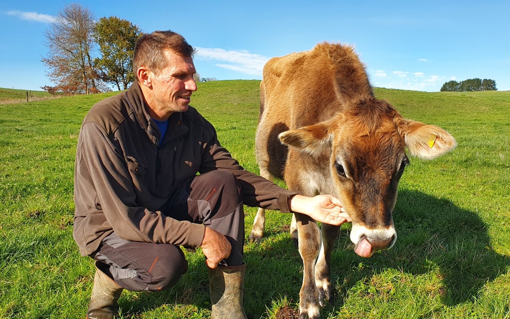 Chris Falconer with Poppy, the jersey calf.