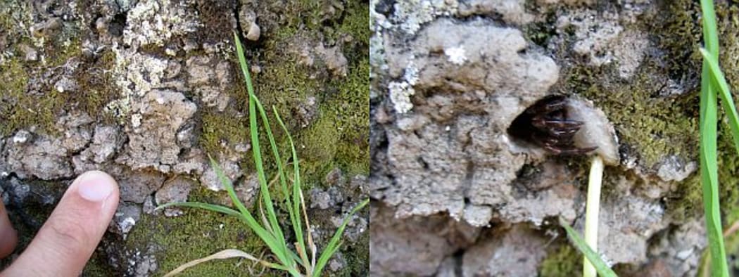 Trapdoor spiders build a camouflaged door from mud and silk that covers their burrow entrance. The finger in the left photo is indicating one such trapdoor, while in the right hand photo the door is pushed open to reveal the resident spider lying in wait behind.