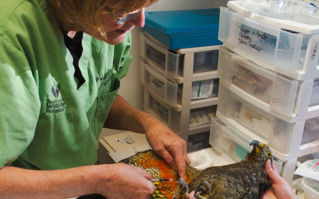 Our Changing World Lead bullets a health risk to humans and kea RNZ News