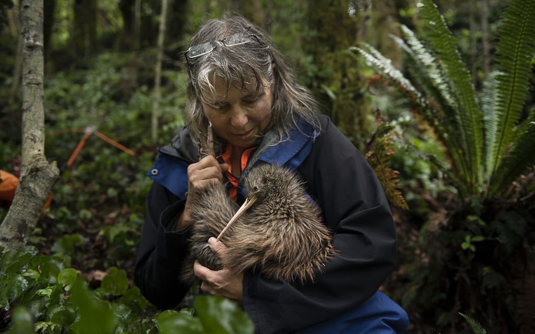 Remutaka Conservation Trust volunteer kiwi handler, Susan Ellis, holds kiwi Marcel after his health-check and transmitter removal