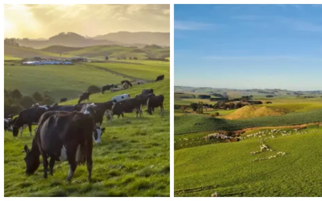 Dairy, Sheep and Beef farms